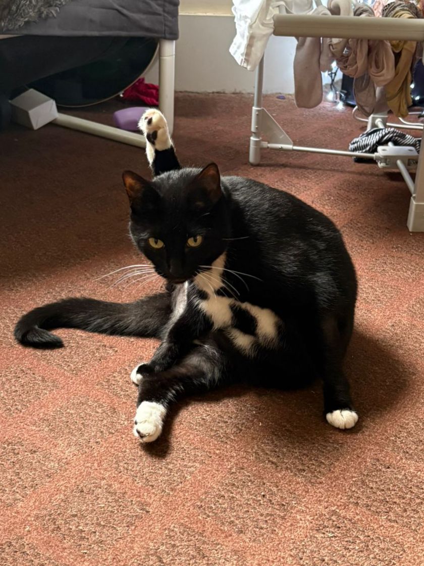 Bea the cat