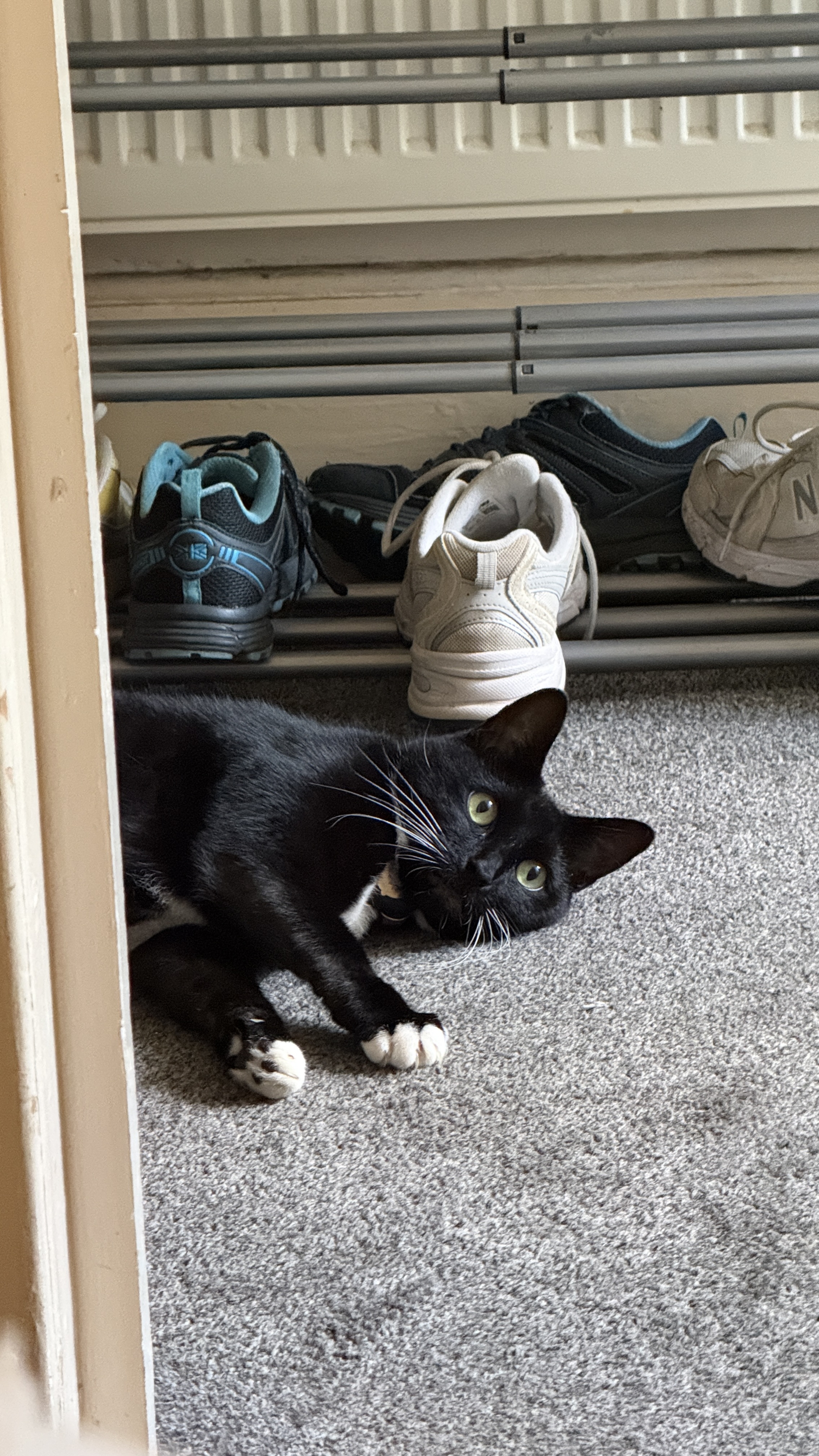 Bea the cat